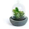 Kave Home - Mélanger Des Plantes Suculenta Artificielles Dans Un Pot En Céramique Et En Verre - Gris -KAVE HOME Soldes 2022 12436336 1