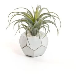 Kave Home - Plante Artificielle Tillandsia - Blanc
