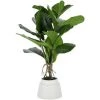 Kave Home - Plante Artificielle Lyrata De 60 Cm - Vert 2 Kave Home - Plante Artificielle Lyrata De 60 Cm - Vert -KAVE HOME Soldes 2022 26696405 1