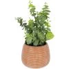Kave Home - Eucalyptus Artificielle En Pot Marron - Marron 2 Kave Home - Eucalyptus Artificielle En Pot Marron - Marron -KAVE HOME Soldes 2022 66171994 1