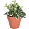 Kave Home - Plante Artificielle Aucuba - Marron -KAVE HOME Soldes 2022 69034625 1